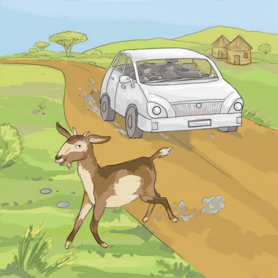 A goat running across a road in front of a car.