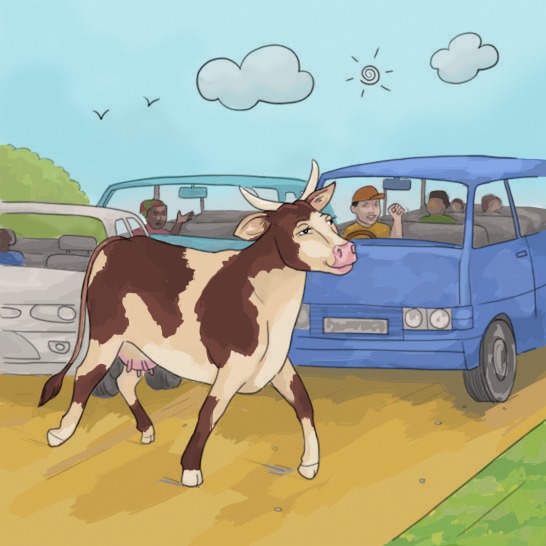 A cow walking across a road in front of a few cars.