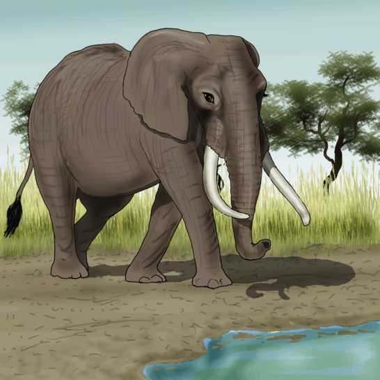 An elephant near water.
